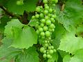 2009-0719-1330_Grapes_19,4C